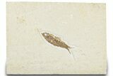 Detailed Fossil Fish (Knightia) - Wyoming #322571-1